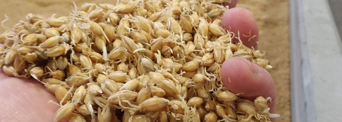 malting-grain-modification-malt-in-hand.jpg